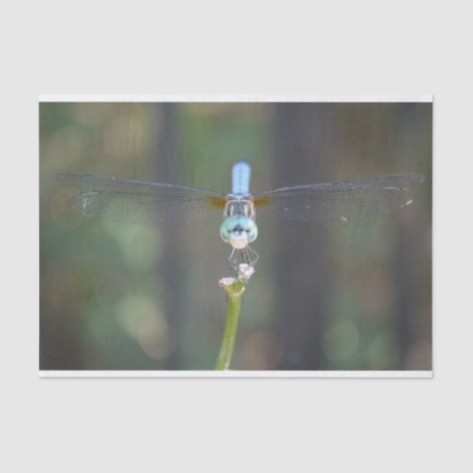 Dreamweaver Dragonfly tissuepapier (Voorkant)