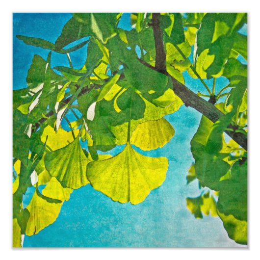 Dreamweaver Fans Foto Afdruk (Voorkant)