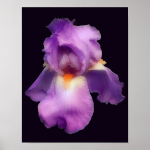 Dreamweaver Lavender Bearded Iris Flower Poster