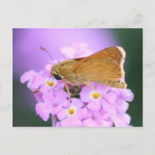 Dreamweaver Moth Briefkaart (Voorkant)