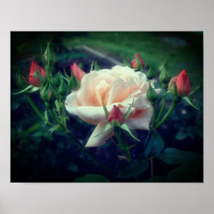 Dreamweaver Roos en knoppen Poster