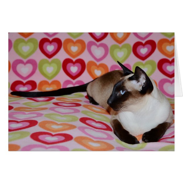 Dreamweaver Siamese Cat Hearts (Voorkant Horizontaal)