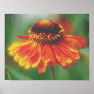 Dreamweaver Zinnia Flower Poster