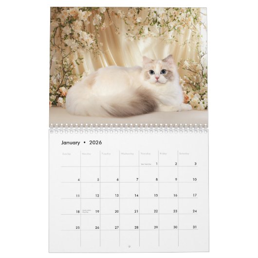 Dreamy Ragdoll Cats and Kittens Calendar Kalender (Jan 2026)