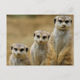 drei Erdmaennchen (Suricata suricatta) Briefkaart