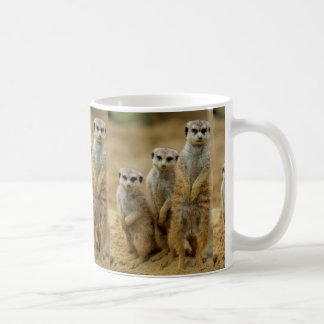 drei Erdmaennchen (Suricata suricatta) Koffiemok