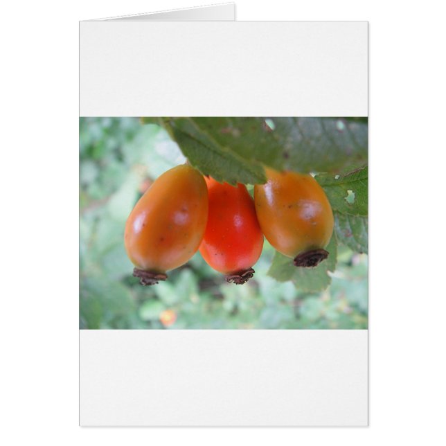 Drei orange Hagebutten (Devant)