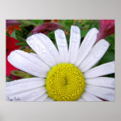 Drenched Daisy 5 Poster (Voorkant)
