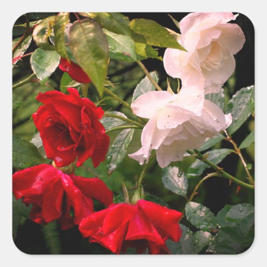 Drenched Rozen Floral Vierkante Sticker (Voorkant)