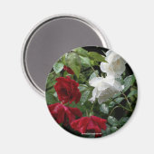 Drenking Rozen Fotografie magneet (Voorkant / Achterkant)