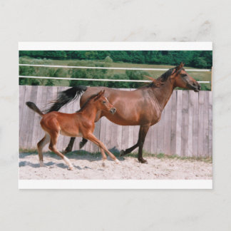 Dressage Show Horse Briefkaart