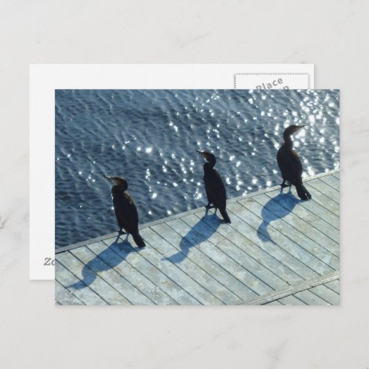 Drie aalscholvers briefkaart (Voorkant / Achterkant)