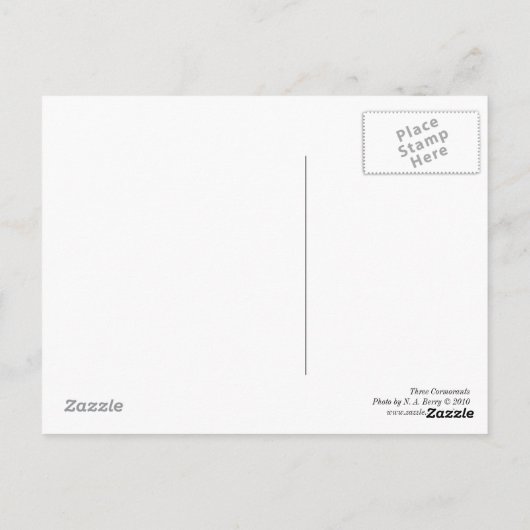 Drie aalscholvers briefkaart (Achterkant)