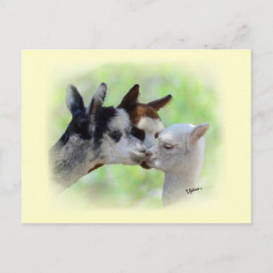 Drie Alpacas-Briefkaart Briefkaart