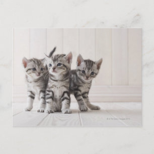 Drie Amerikaanse Shorthair Kittens Briefkaart