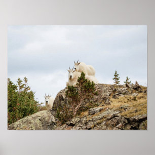 Drie Ami-Goats/Colorado Wildlife Poster