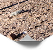 Drie Amigo Saguaros Poster (Hoek)