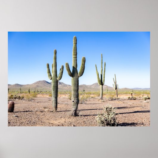 Drie Amigo Saguaros Poster (Voorkant)