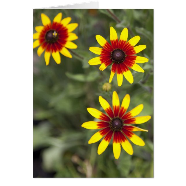 Drie amigo's (Voorkant)