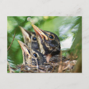 Drie Amigo's (baby robins in een nest) Briefkaart