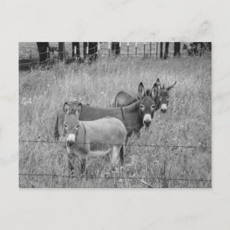 Drie amigo's briefkaart