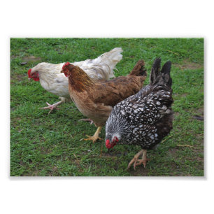 Drie amigos foto afdruk