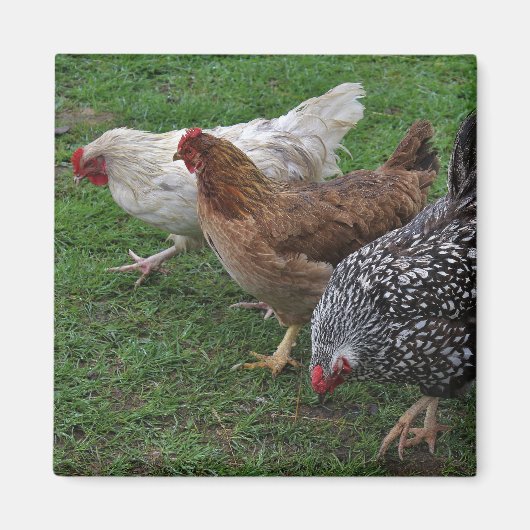 Drie Amigos Magneet (Voorkant)