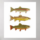 Drie Amigos-regenboog, bruine en Brook-forel Poster (Voorkant)