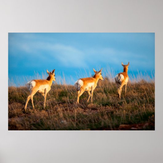 Drie antilopen lopen weg bij zonsondergang poster (Voorkant)