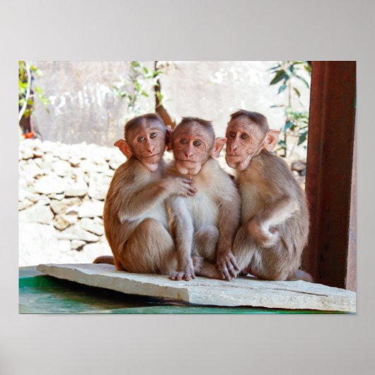 Drie apen samen in het wild poster (Voorkant)