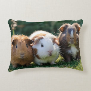 Drie Baby-cavia's, Accent Kussen
