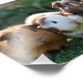 Drie Baby-cavia's, Foto Afdruk (Hoek)