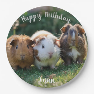 Drie Baby-cavia's, Papieren Bordje