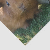 Drie Baby-cavia's, Tissuepapier (Detail)