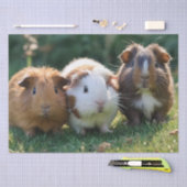 Drie Baby-cavia's, Tissuepapier (Craft)