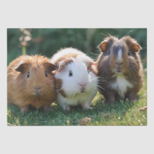 Drie Baby-cavia's, Tissuepapier
