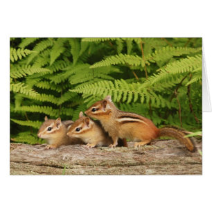 drie baby-chipmunken