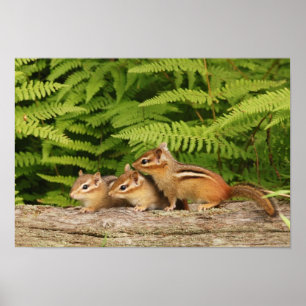 drie baby-chipmunken poster