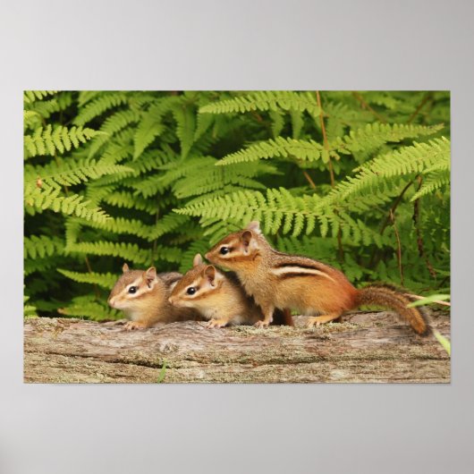 drie baby-chipmunken poster (Voorkant)