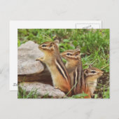 Drie Baby Chipmunks Briefkaart (Voorkant / Achterkant)