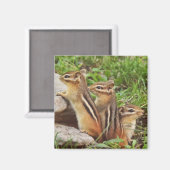 Drie Baby Chipmunks Magneet (Voorkant / Achterkant)