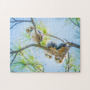 Drie Baby Great Horned Ownership Fotografie Legpuzzel