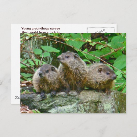 Drie Baby Groundhogs Briefkaart (Voorkant / Achterkant)