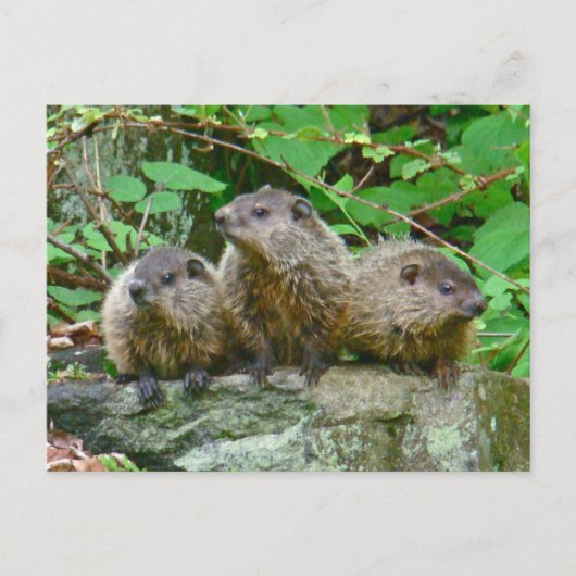 Drie Baby Groundhogs Briefkaart (Voorkant)