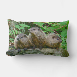 Drie Baby Groundhogs Kussen