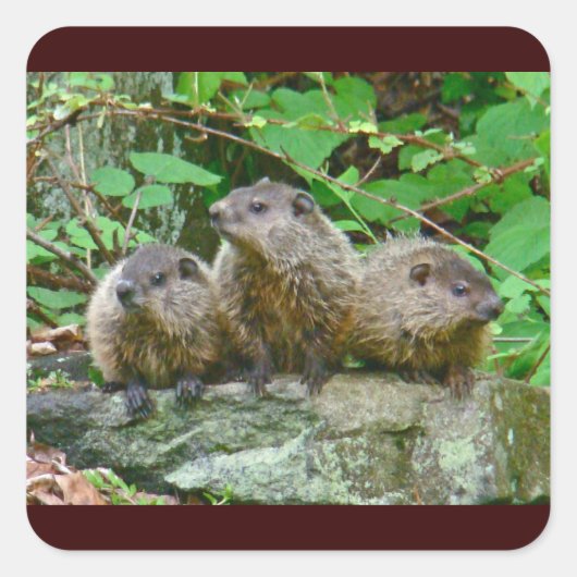 Drie Baby Groundhogs Vierkante Sticker (Voorkant)