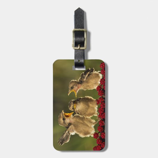 Drie Baby Lanius Schach Birds Bagagelabel (Voorkant verticaal)