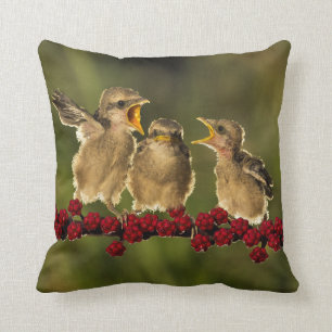 Drie Baby Lanius Schach Birds Kussen