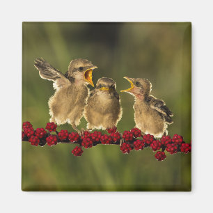 Drie Baby Lanius Schach Birds Magneet