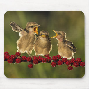 Drie Baby Lanius Schach Birds Muismat